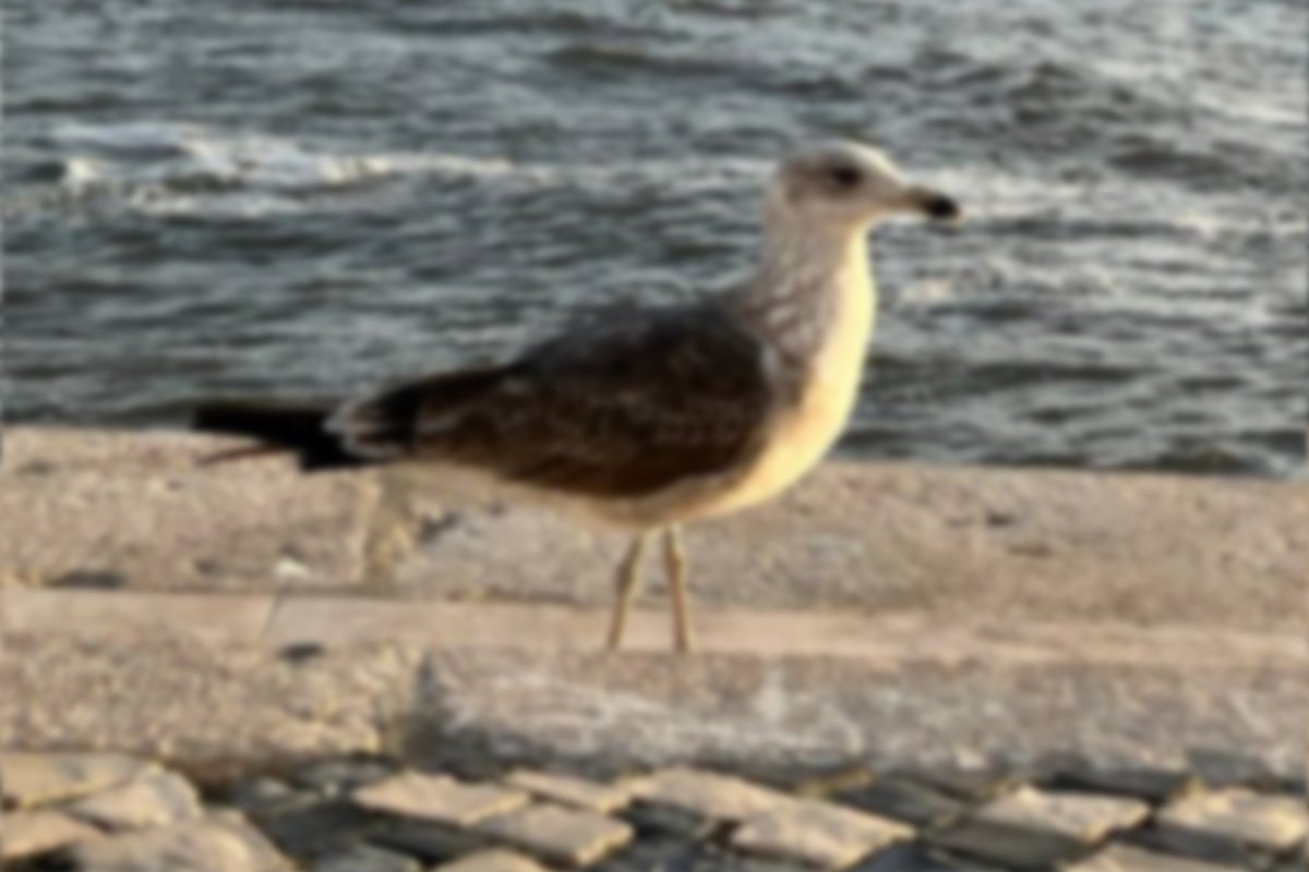 A blurry seagull on a stone quay by the sea
