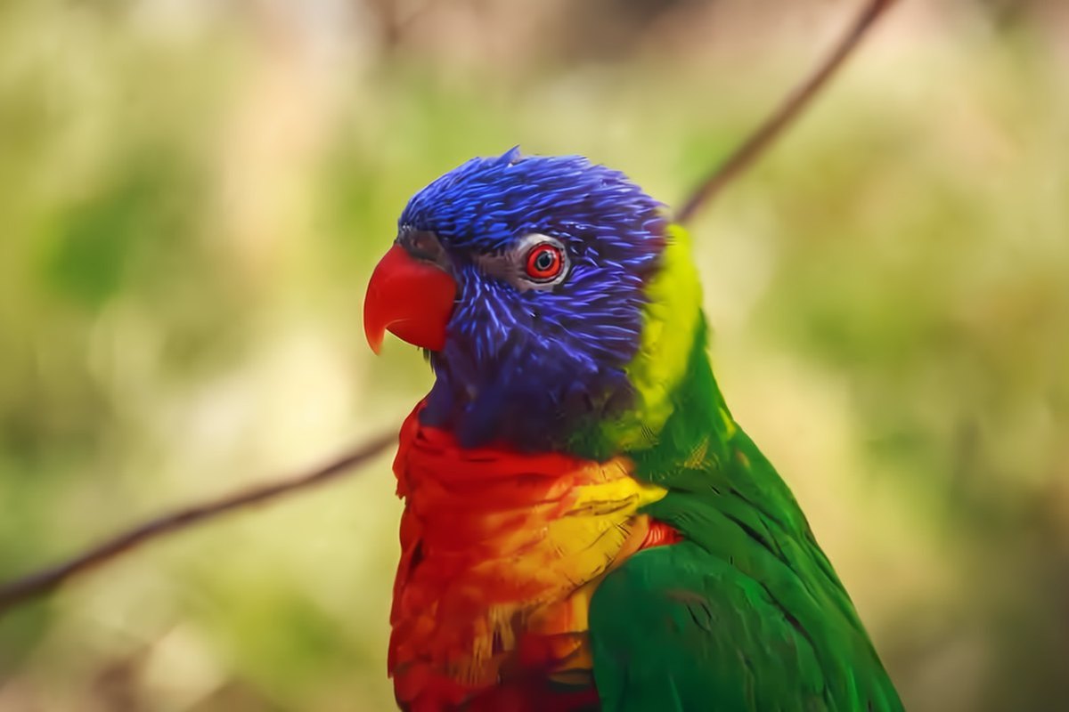 The parrot after FBCNN removed the JPEG artifacts