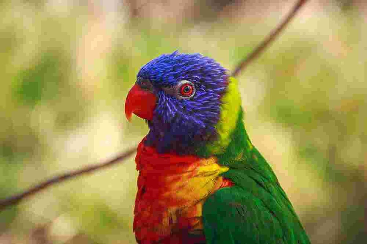 A parrot saved as a JPEG at quality 10, with heavy blocking