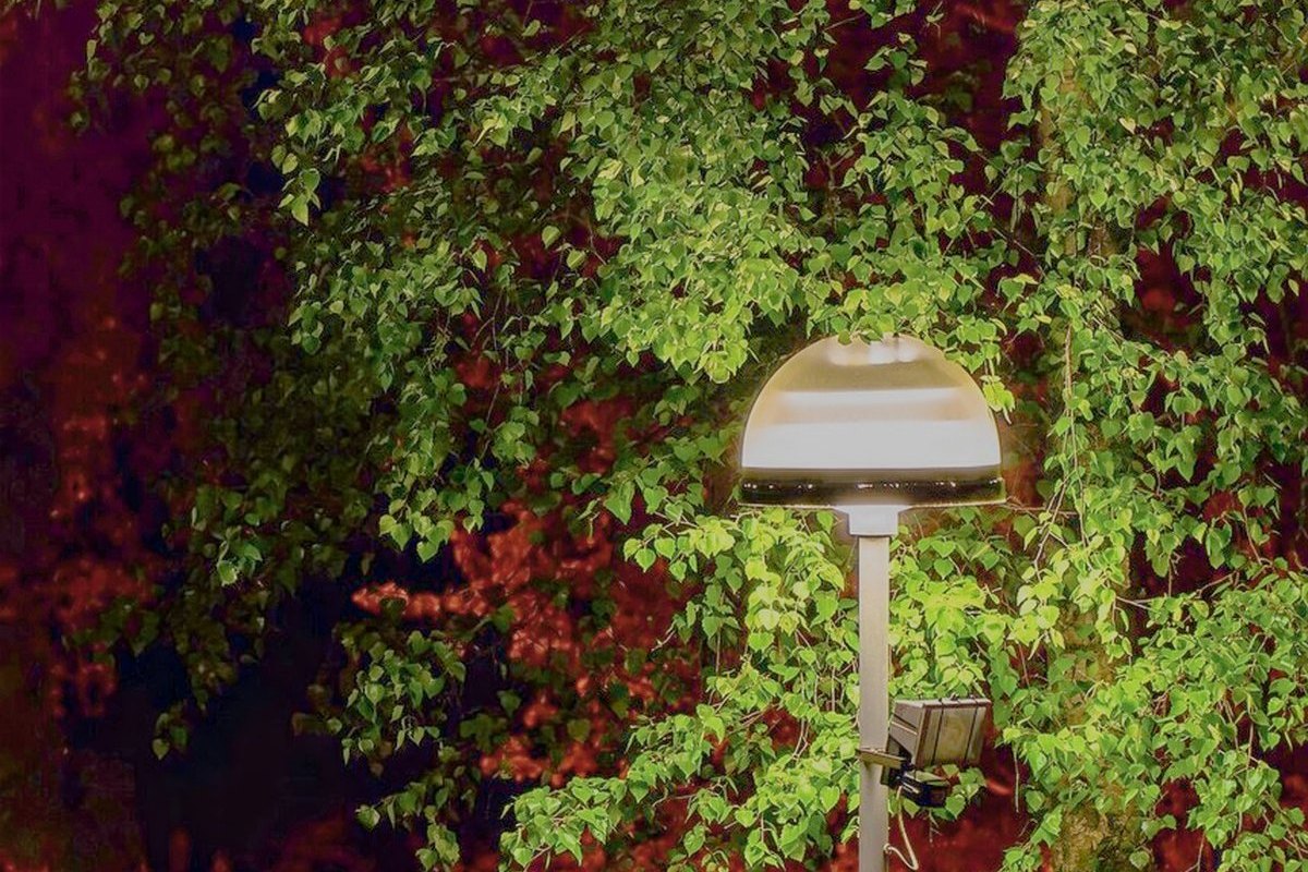 The night photo brightened, with the birch and street visible