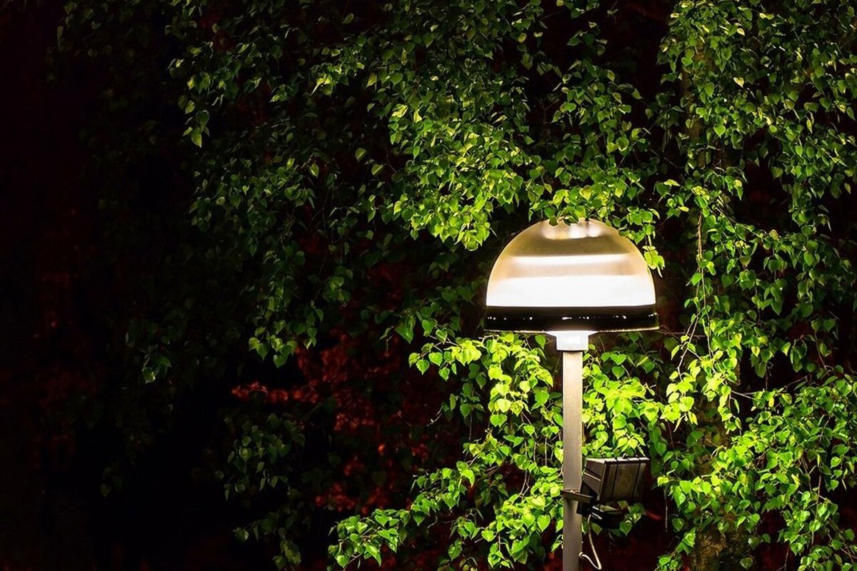 A dark night photo of a street light next to a birch